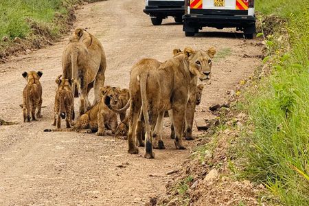Nairobi National Park Sheldrick & Giraffe Centre Day Trip