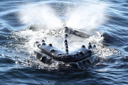 San Diego Whale/Dolphin Watching Cruise Aboard Luxury Vessel