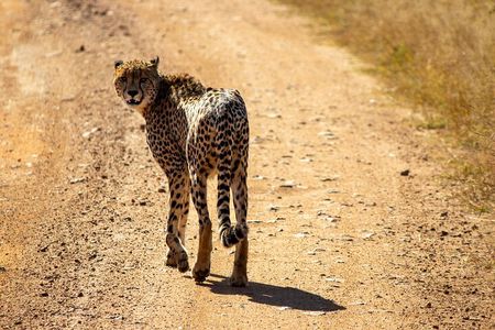 1 Day Pilanesberg Safari with Tour Guide