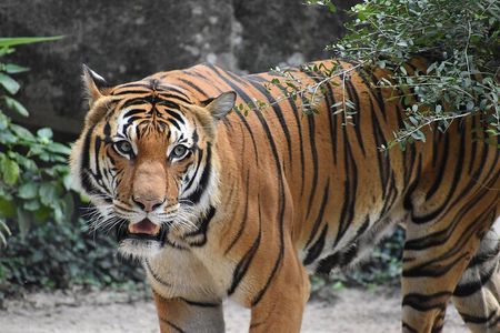 Bandipur wildlife and Mysore experience in 2 days from Bangalore
