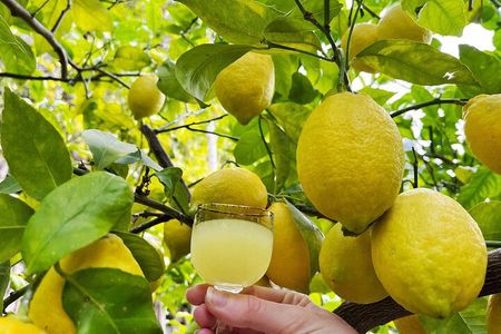 Authentic Amalfi Lemon Tour & Tasting in the Historical Garden