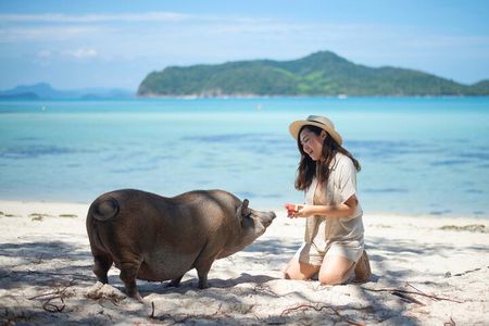 Pig Island (Koh Mudsum) and Koh Tan Tour with Meal from Koh Samui