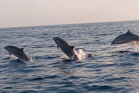 Bali and Lovina with Sunrise Dolphin Tour and Snorkeling