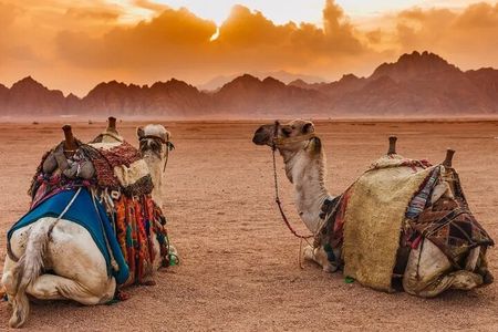 Red Sea Safari: ATV, Camel Ride & Desert Night Spectacle