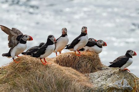 Borgarfjörður Eystri Puffin Tour from Seyðisfjörður Port