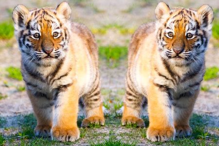 4 Days Golden Triangle Tour with Ranthambore Tiger Safari 