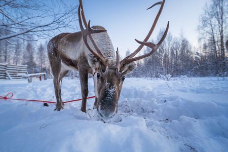 Kuoksa Reindeer Farm Visit with a Short Sleigh Ride