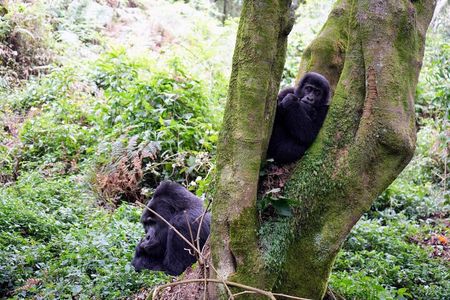  3-Day Gorillas Trekking In Uganda And Golden Monkeys In Rwanda 