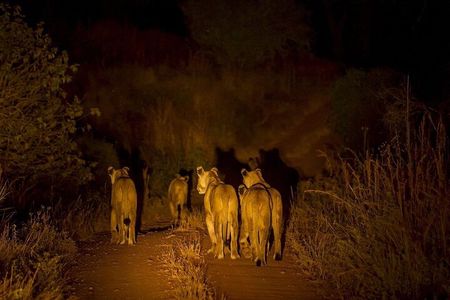Evening Pilanesberg Night Safari Tour from Sun City