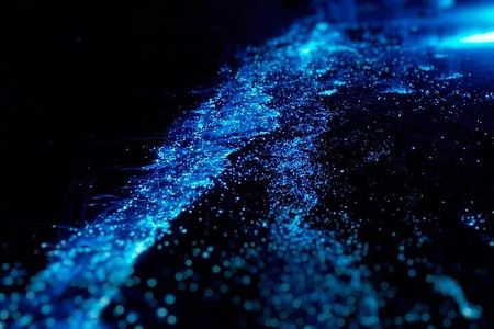 Bioluminescence Cocos Tours