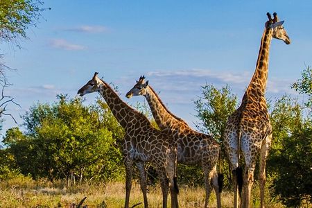  Tala Game reserve, Natal Lion Park and Phezulu From Durban