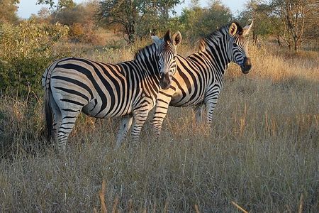 1 Day Safari Isimangaliso - Boat Cruise & Game Drive Fr Durban 