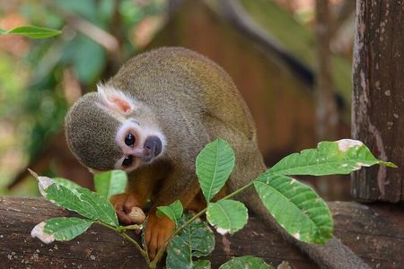 Monkey Encounter Admission Ticket