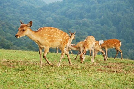 Nara: Hike Mt. Wakakusa and Encounter Wild, Free-Roaming Deer