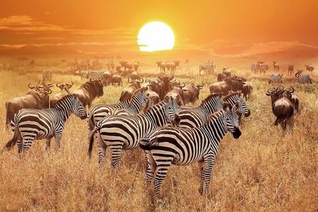 4 Days Luxury Fly-In Safari to the Heart of the Serengeti