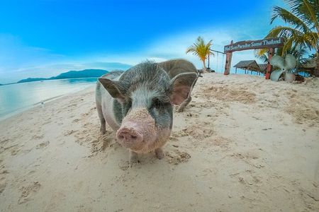 Pig Island (Koh Mudsum) and Koh Tan Tour with Meal from Koh Samui