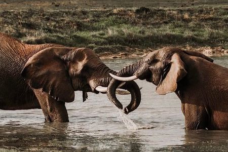 From Cape Town 2 Day Safari at Garden Route Game Lodge