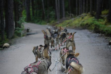 Denali Husky Kennel & Brewery Tour – Half-Day Experience