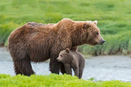 Denali in a Day – Full-Day Sightseeing Tour