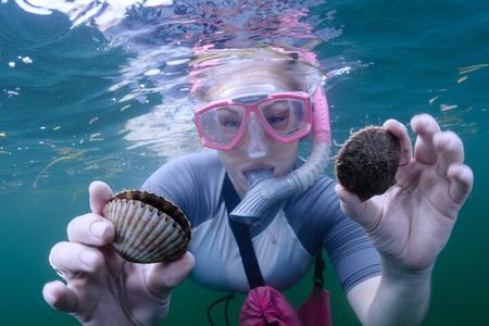 Scallop Hunt with In-Water Guide Crystal River