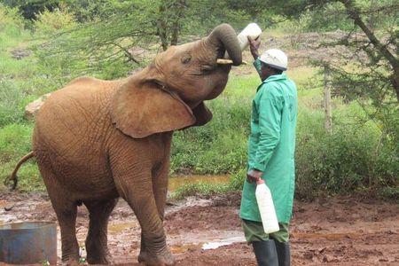 Explore Nairobi National Park and Giraffe Centre in a day Tour