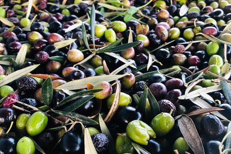 Olive Oil Tour and Tasting in Málaga