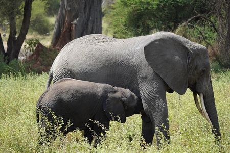 3 Days Ngorongoro, Manyara, Tarangire Group + Airport pick up