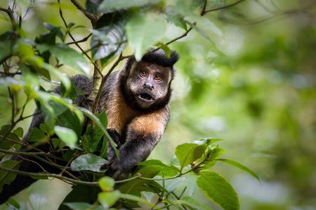Explore the Best of Tijuca Forest – Hike to Peaks, Caves & Falls