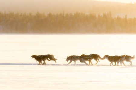 Rovaniemi Insider: 10 km Husky Self‑Drive Adventure
