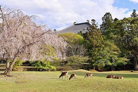 4 Day Kansai Tour from Nara to Kobe Ijinkan Culture Nature Onsen 