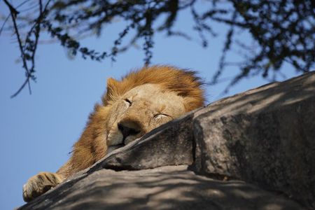 4 Days Serengeti, Ngorongoro, Tarangire Group + Airport pick up