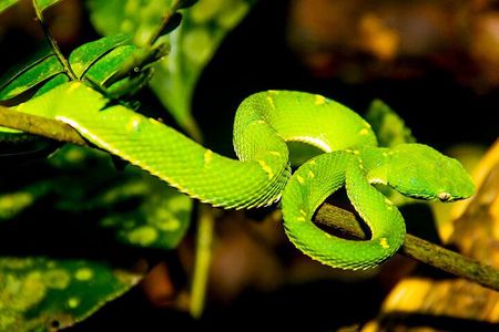 Night Walk Tour: the night life of the forest