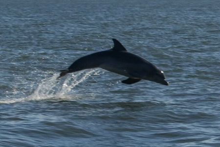 Adventure Boat Tours Dolphin Tails & History Cruise St Augustine 