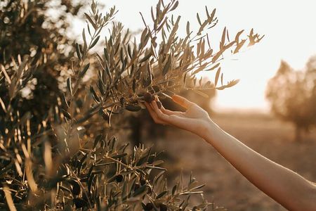 Crete: Local Wine Tasting & Visit to the Ancient Olive Tree