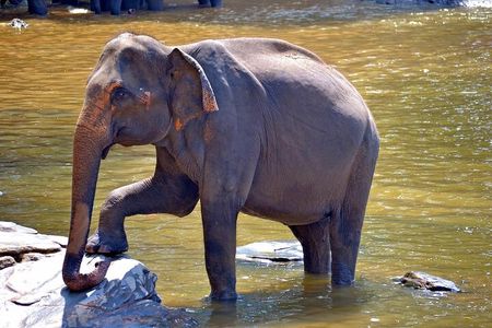 Taj mahal with Elephant Rescue Center & Birding at Bharatpur 