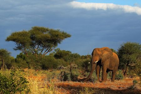 2 Days Tala Game Reserve Natal Lion Park & Drakensberg fro Durban