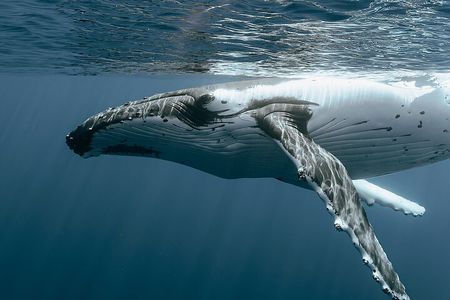 Moorea Whales Watching and Swimming Half Day Shared Tour