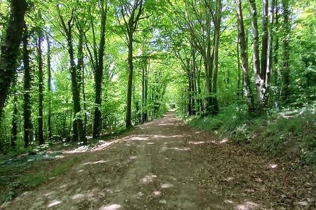 Ridgeview and Artelium Estate Private Walking Tour