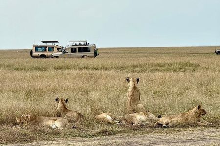 3Days Maasai Mara Migration Safari