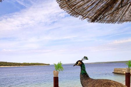 NP Brijuni Island Swimming & Dolphin Watching Sunset Cruise