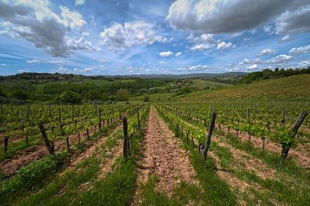 Siena: A Wine Tour and Tasting Experience 