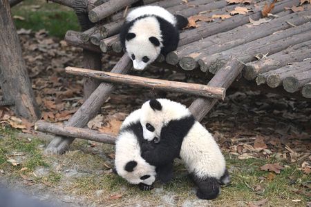 Private Chengdu Panda Tour with Hotel Pickup