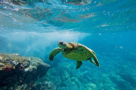Lana'i Coast Snorkel and Sail