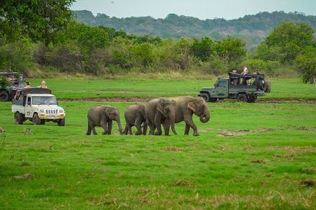Visiting the Historical Polonnaruwa Ruins and Minneriya Safari 