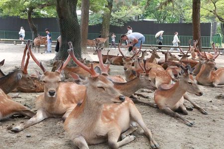  Nara English Guided Walking Tour (All Entrance Fee Included)