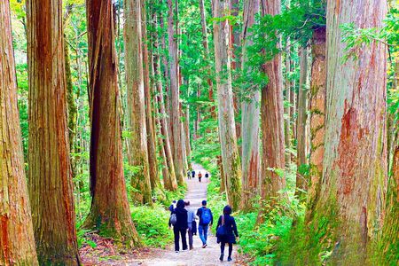 Togakushi: A Serene Walk Through Sacred Forests & Soba Traditions