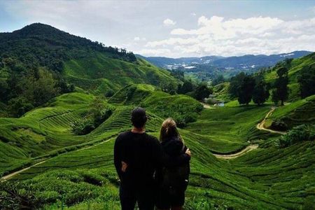 Cameron Highlands Day Tour from Ipoh with Mossy Forest