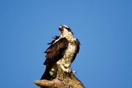 Bundala National Park Safari (ALL INCLUDED) Private Tours