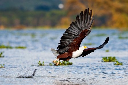 BUNDALA NATIONAL PARK SAFARI (Private Tours)- Morning & Afternoon