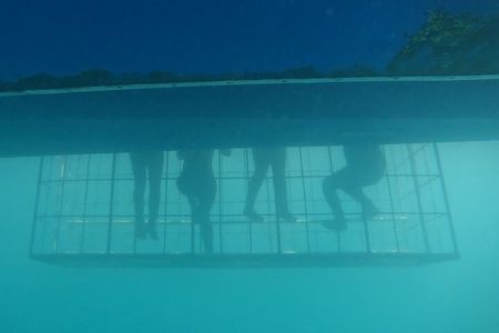Cape Shark Diving Adventures 
